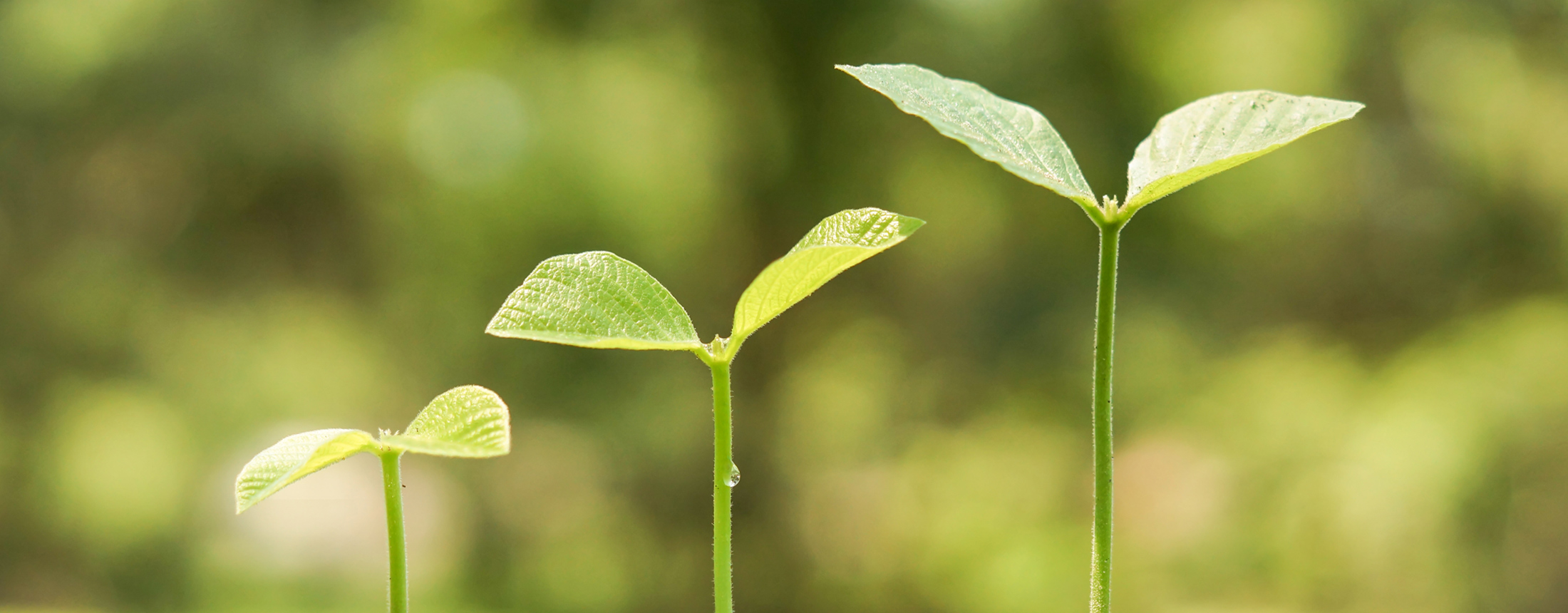 shoots banner